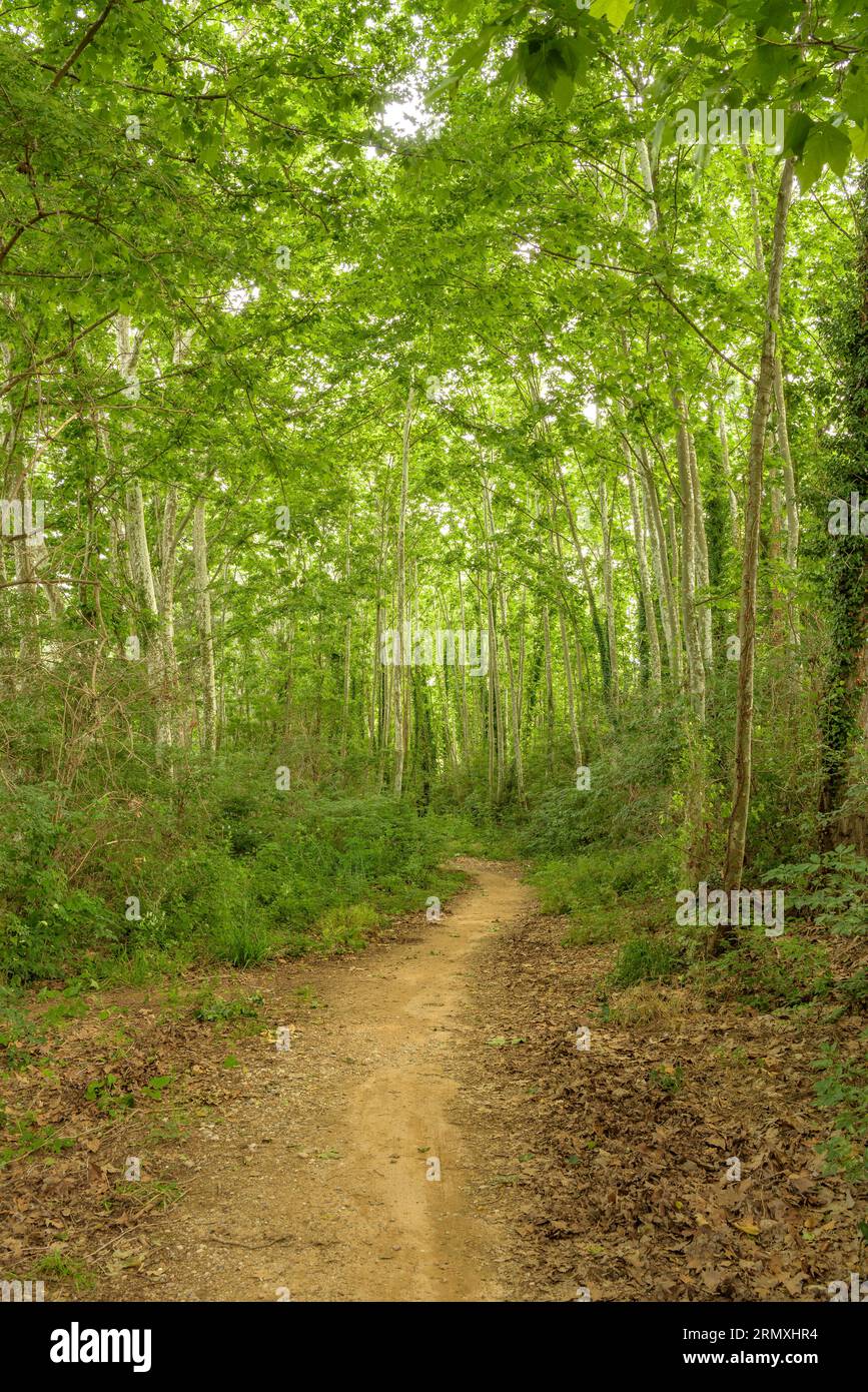 Sendero en primavera hi-res stock photography and images - Alamy