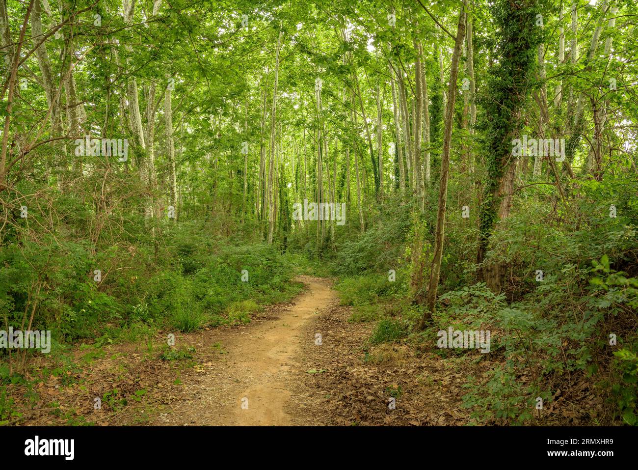 Sendero de primavera hi-res stock photography and images - Alamy