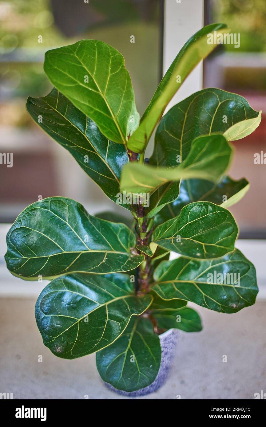 Detailed leaves of Ficus Lyrata. Indoor plant care concept Stock Photo