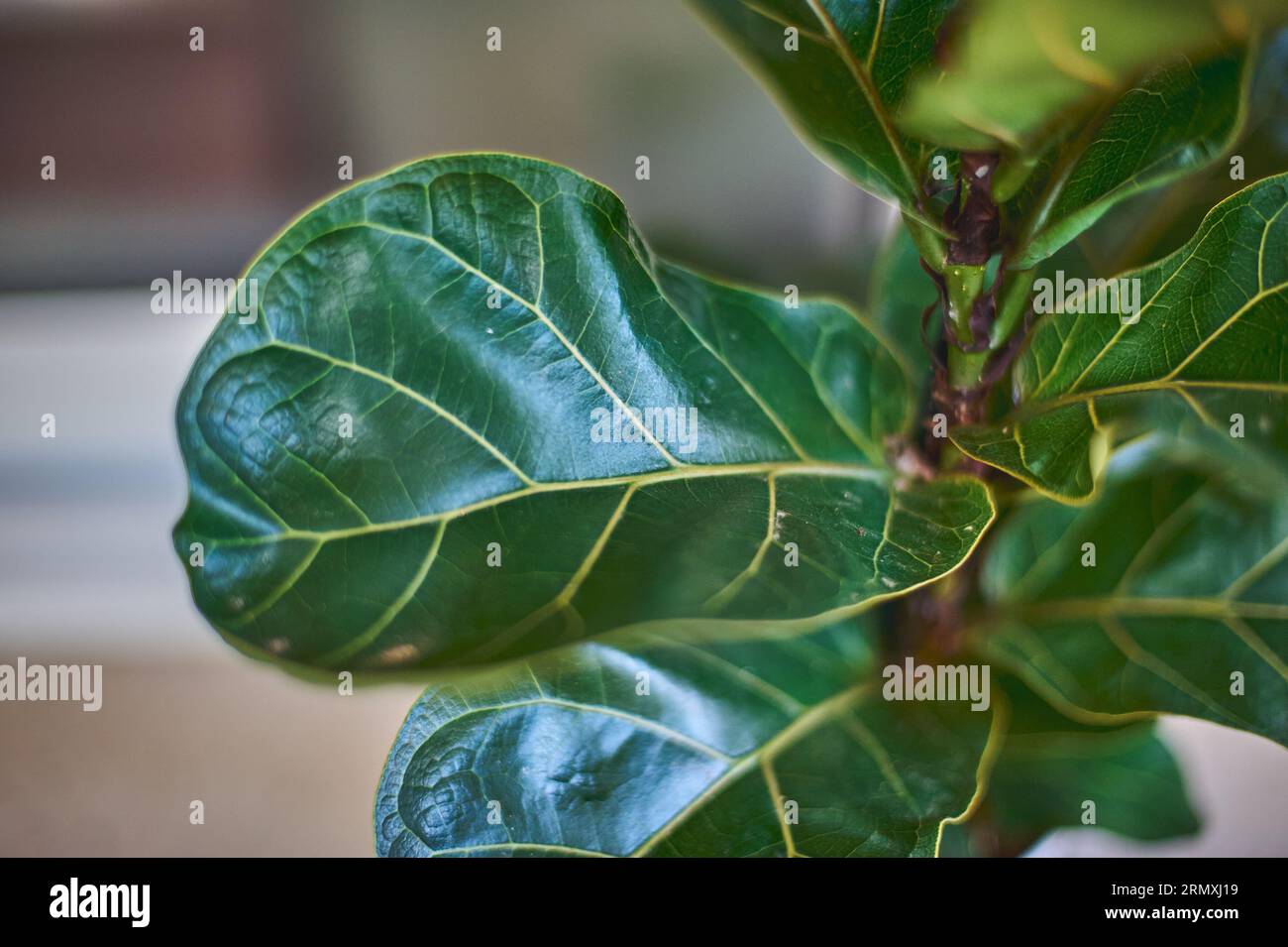 Detailed leaves of Ficus Lyrata. Indoor plant care concept Stock Photo