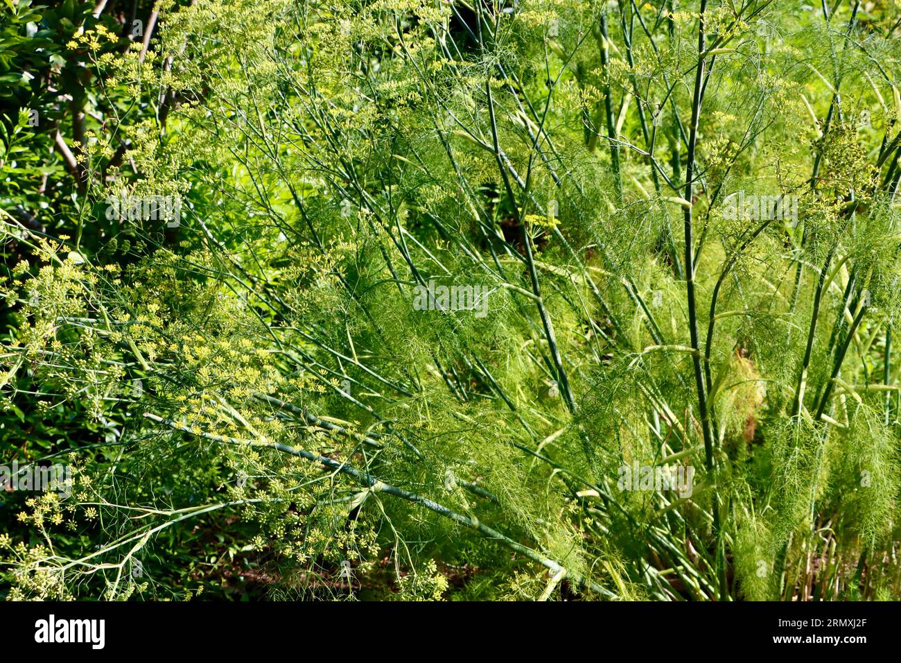 Fennel, Foeniculum vulgare, at the herb garden in Cleveland Botanical Garden, Cleveland, Ohio Stock Photo