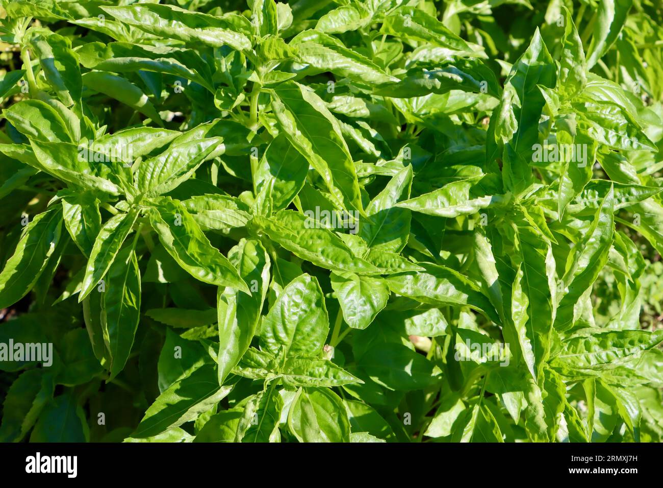 Basil plant at Cleveland Botanical Garden, Cleveland, Ohio Stock Photo