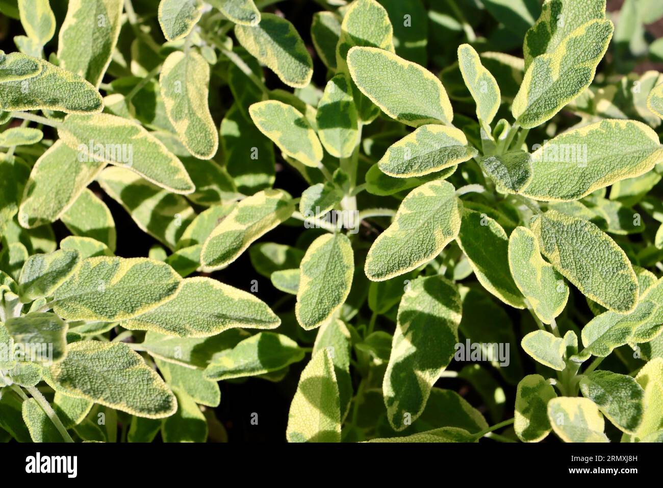 Gold variegated sage at Cleveland Botanical Garden, Cleveland, Ohio Stock Photo