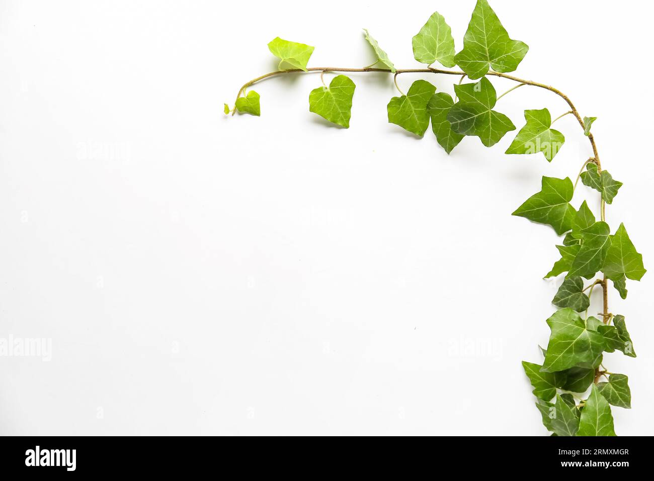 Green ivy leaves on white background Stock Photo - Alamy
