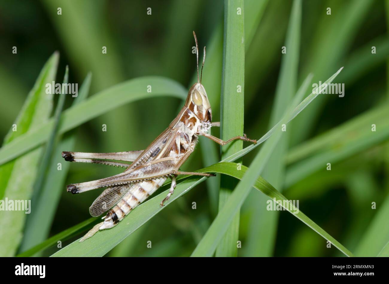 Admirable Grasshopper, Syrbula admirabilis, male Stock Photo