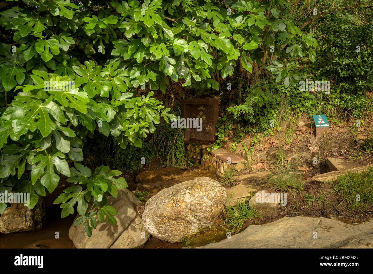 Hoja de ficus hi-res stock photography and images - Alamy