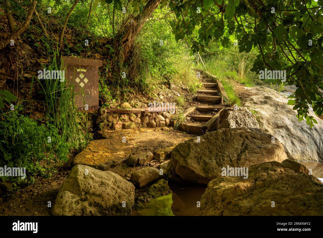 Hoja de ficus hi-res stock photography and images - Alamy