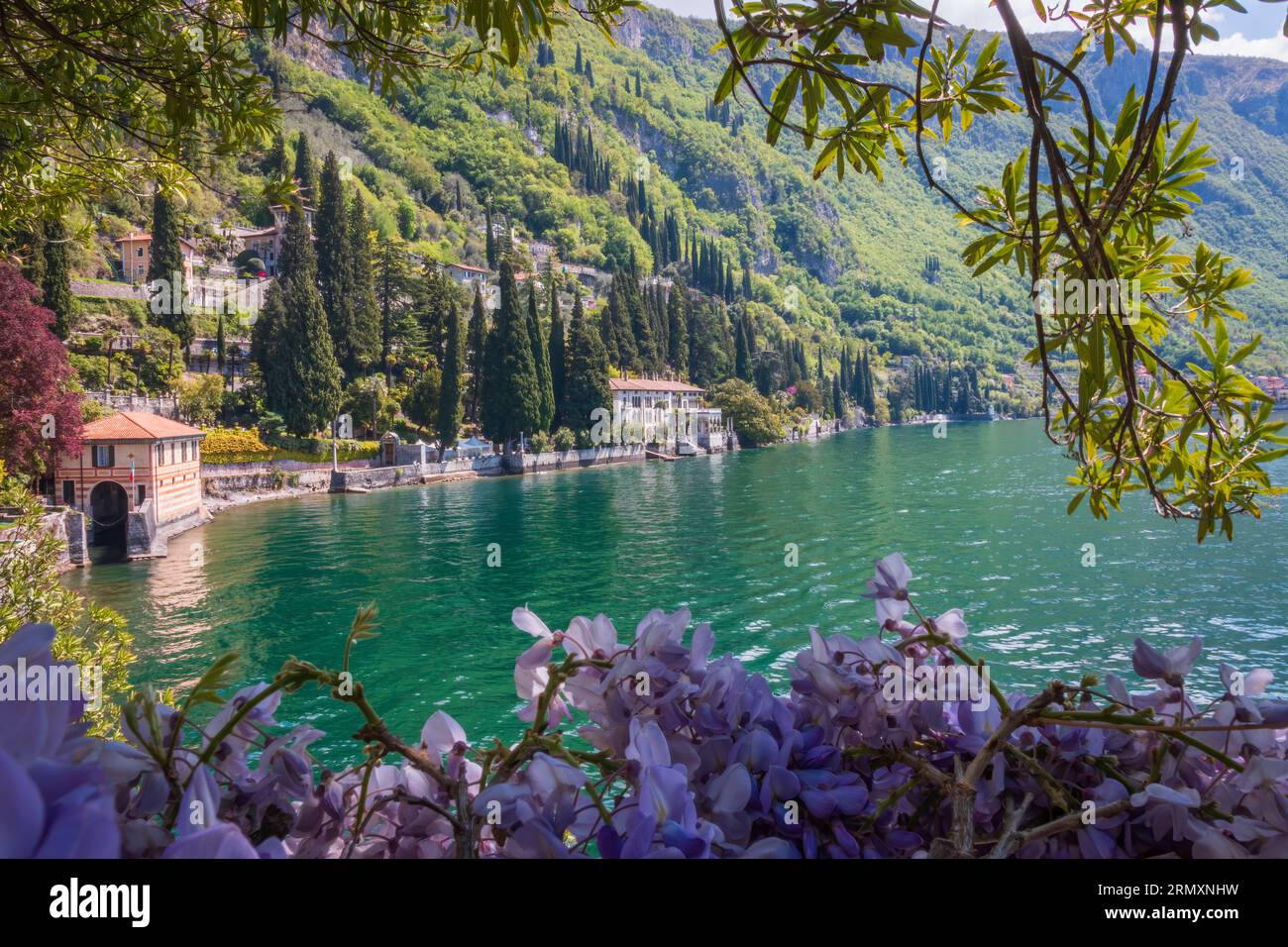Beautiful Villa Monastero at eastern shore of Lake Como at springtime and  wisteria in the foreground Stock Photo - Alamy