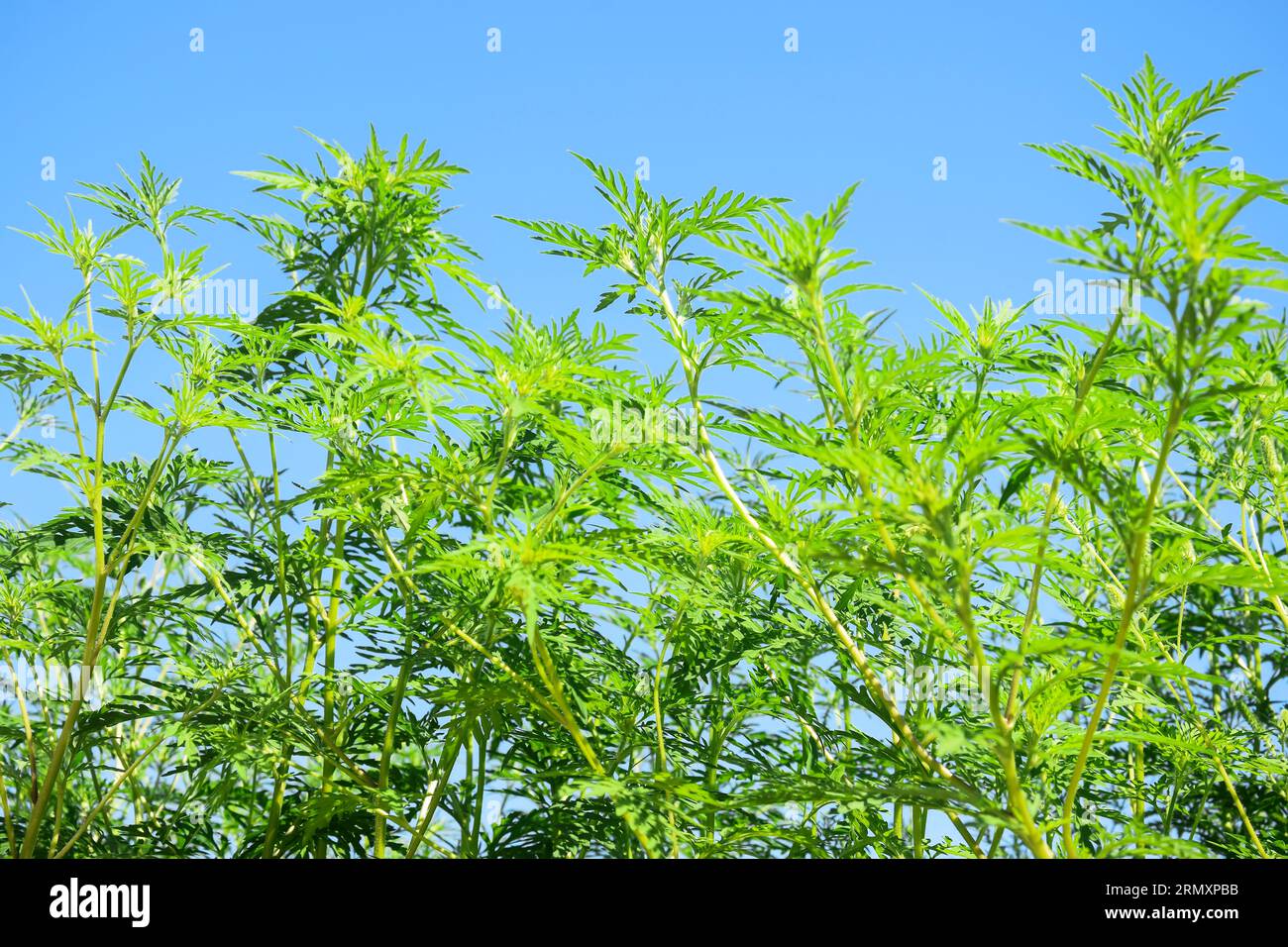 American common ragweed against blue clear sky. Dangerous plant. Ambrosia shrubs that causes allergic reactions, allergic rhinitis. Copy space. Select Stock Photo