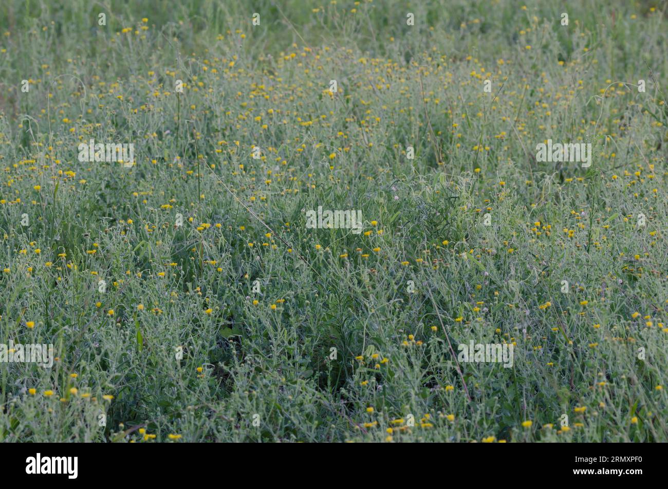 Camphorweed, Heterotheca subaxillaris Stock Photo
