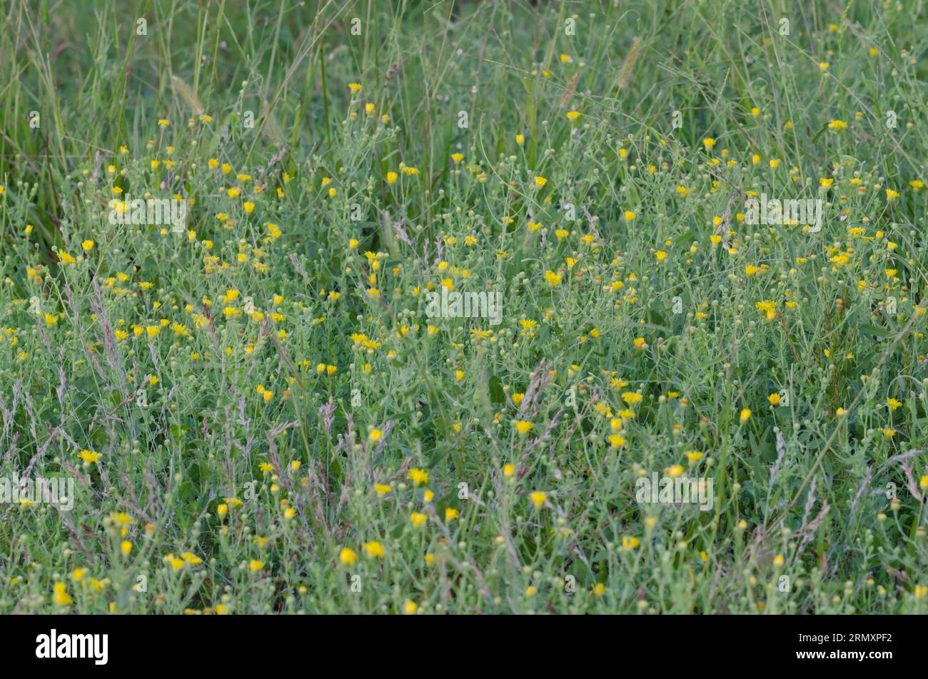 Camphorweed, Heterotheca subaxillaris Stock Photo