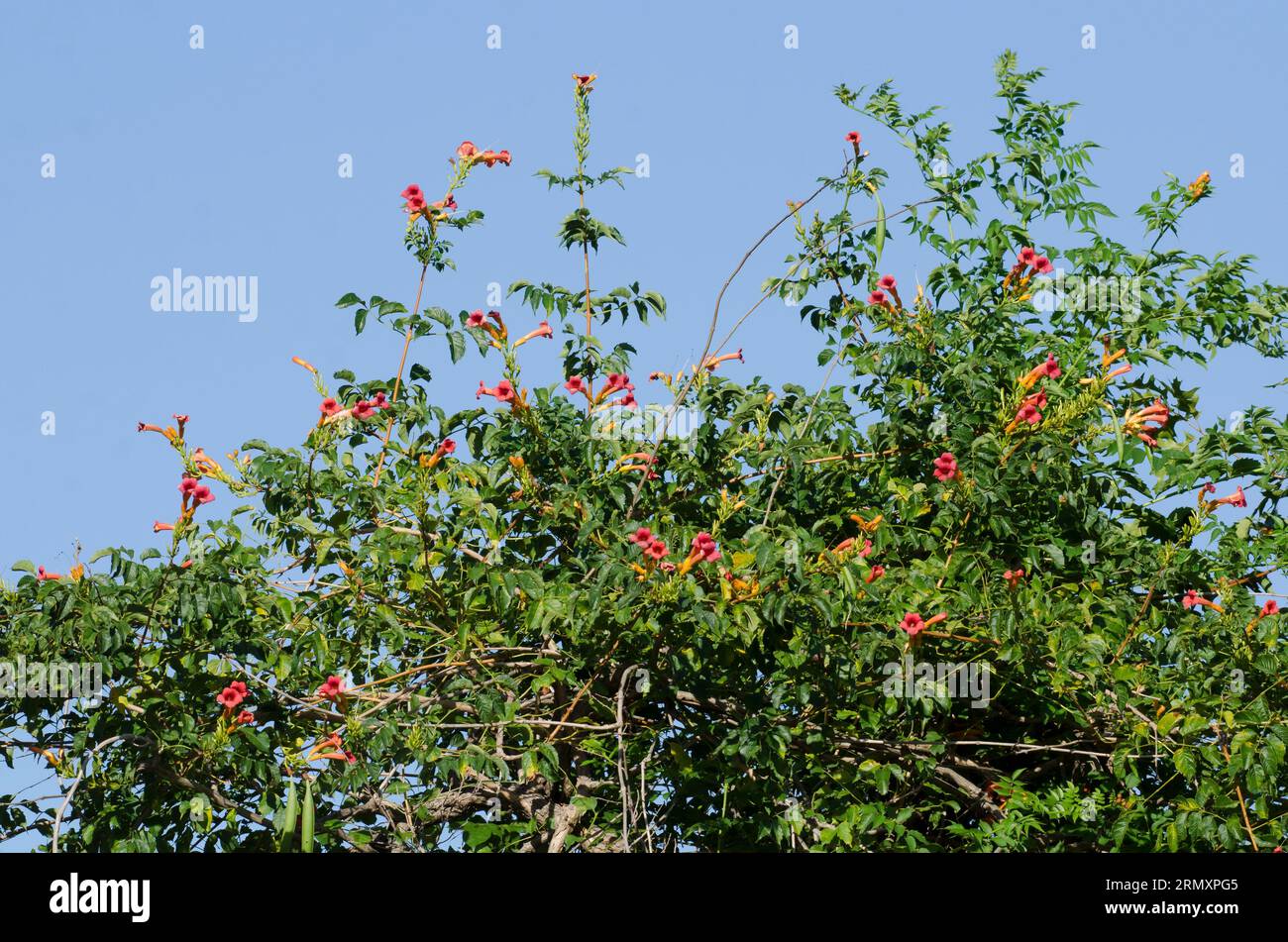 Trumpet Creeper, Campsis radicans Stock Photo