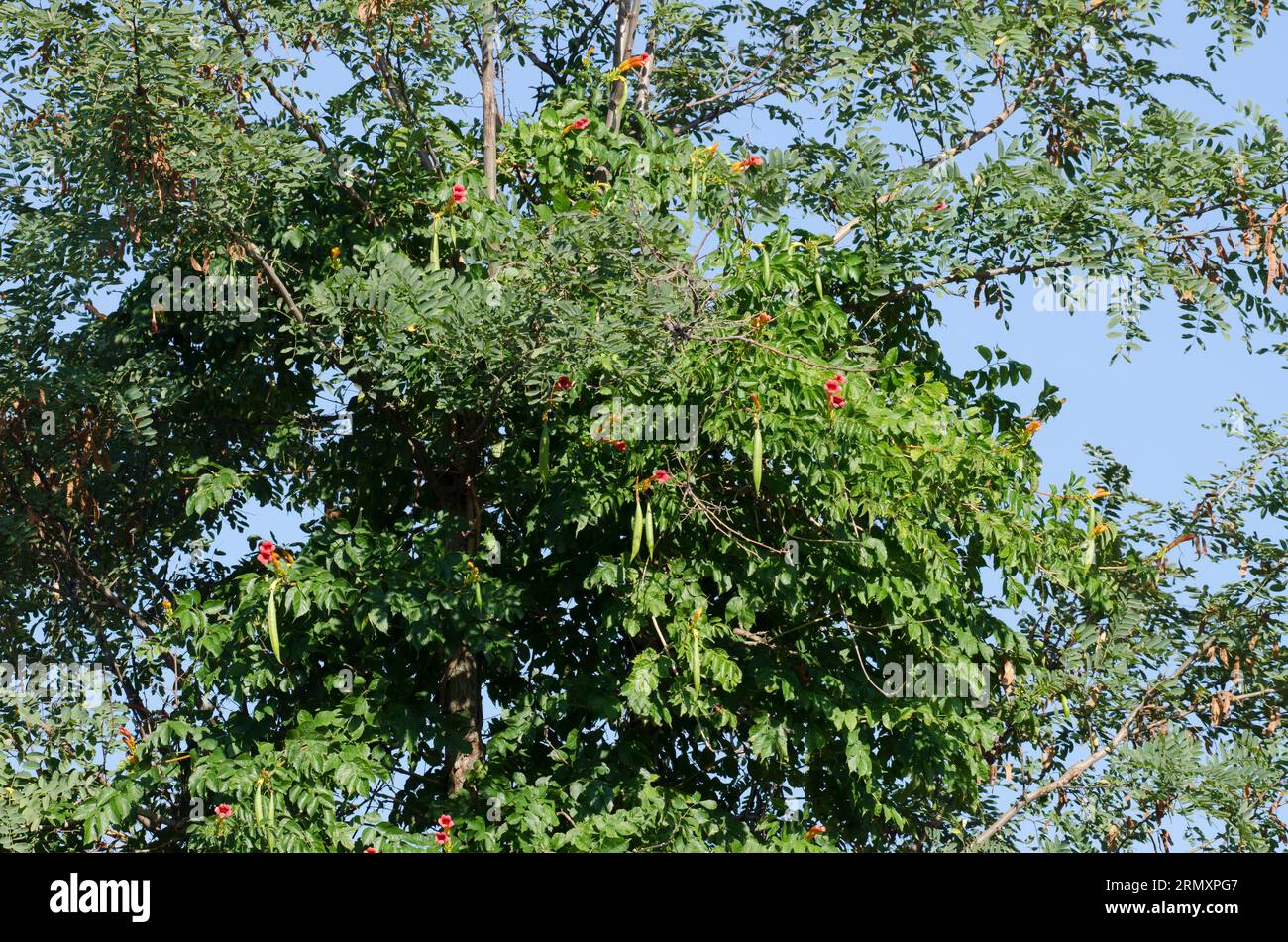 Trumpet Creeper, Campsis radicans Stock Photo Alamy