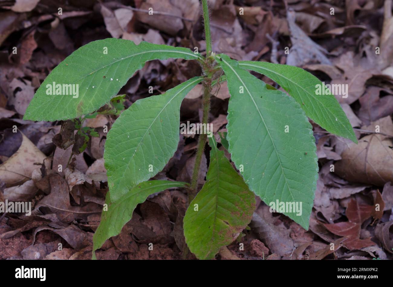 Carolina Elephantsfoot, Elephantopus carolinianus, basal rosette Stock Photo