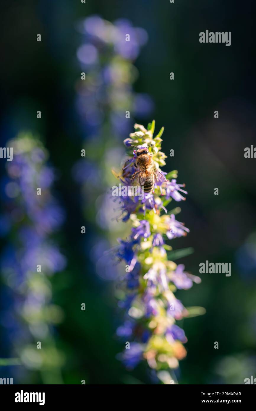 Bee Visiting Hyssop Officinalis And Collecting Nectar Stock Photo