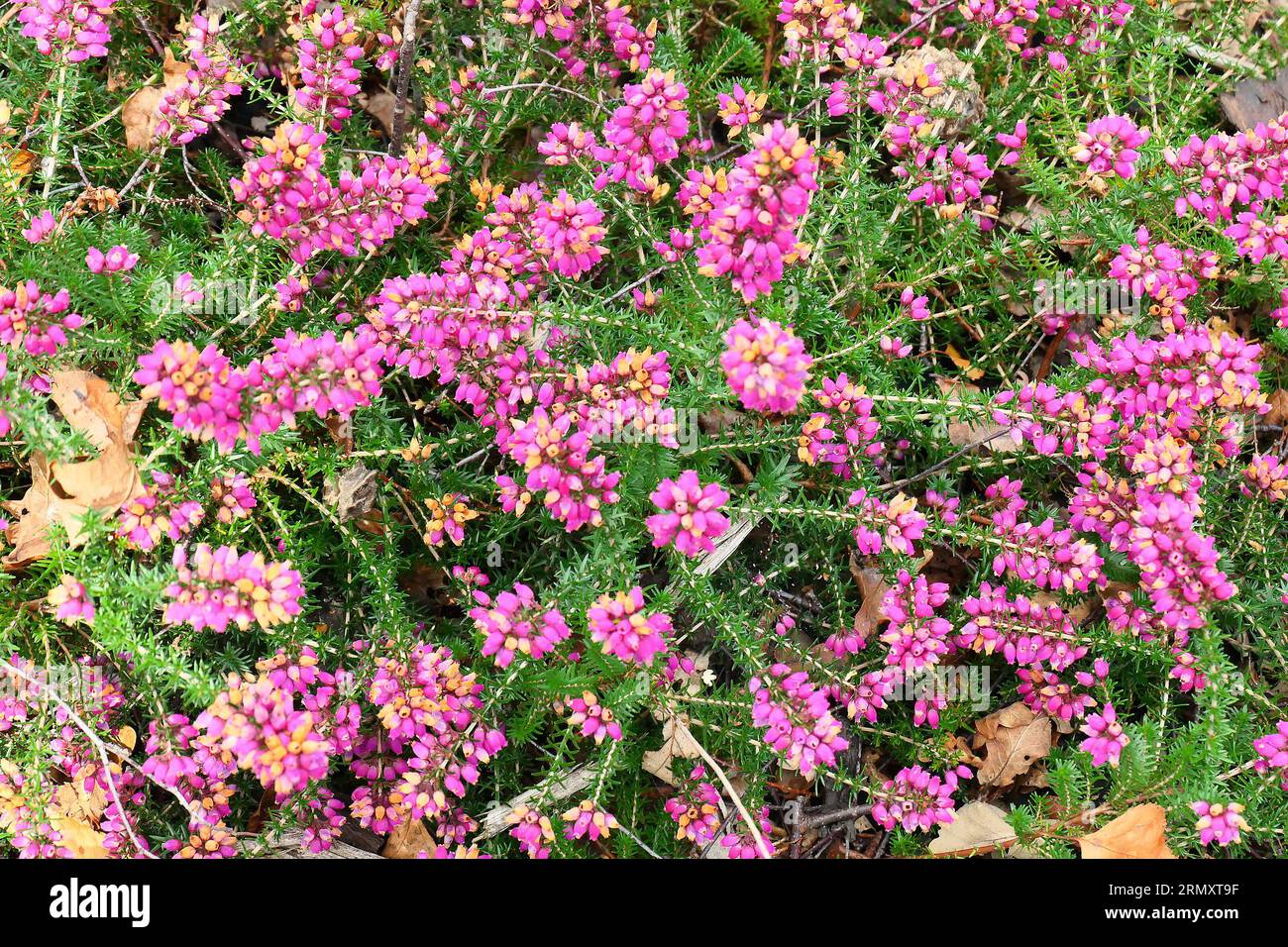 Closeup of the purple flowers and green leaves of the summer flowering low growing hardy native perennial bell heather erica cinerea rock ruth. Stock Photo