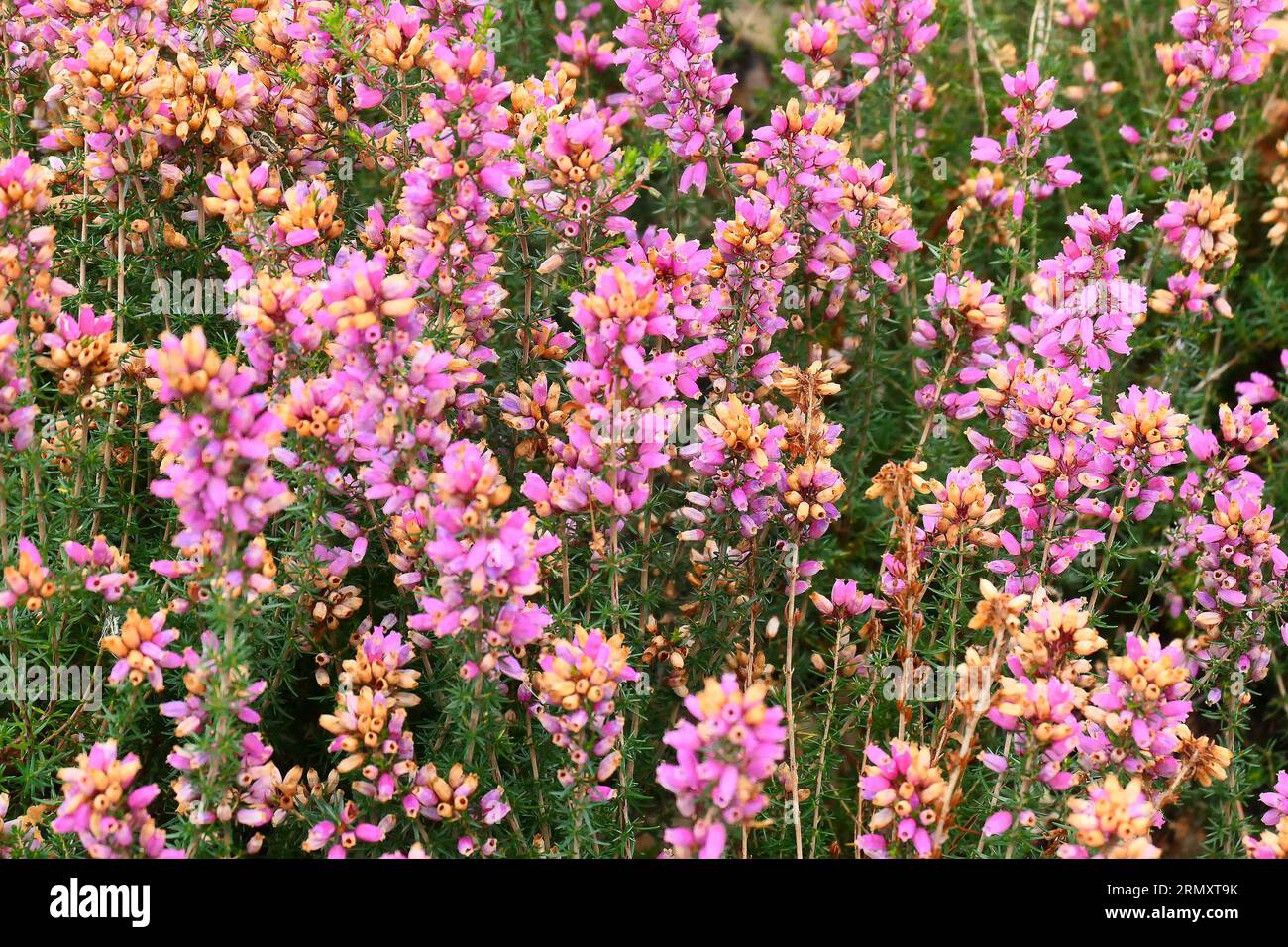 Closeup of the rose-pink flowers of the summer flowering low growing evergreen perennial bell heather erica cinerea frances. Stock Photo