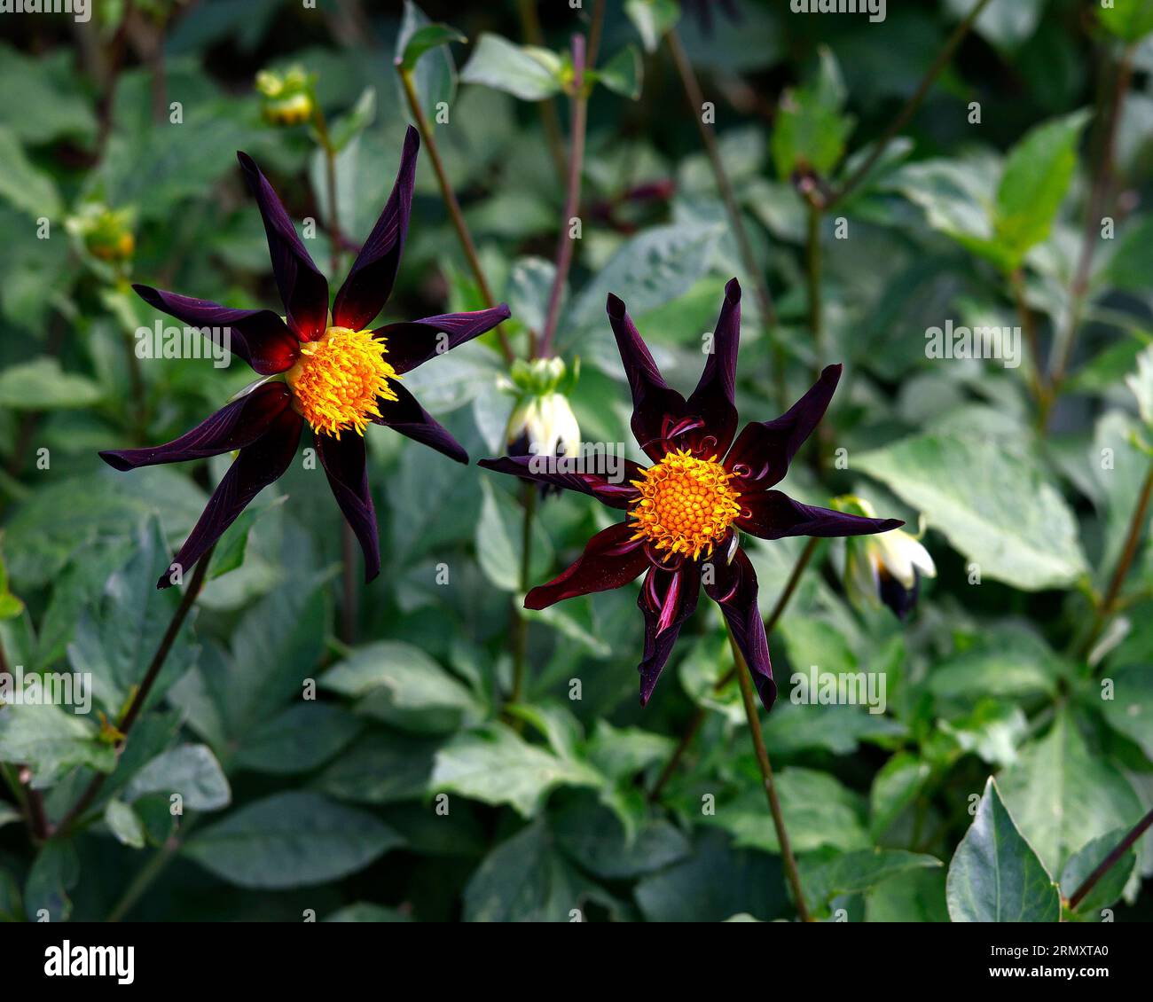 Closeup of purple-black single flower with yellow central disk of tender tuberous perennial long flowering dahlia verrone's obsidian Vernons Obsession. Stock Photo