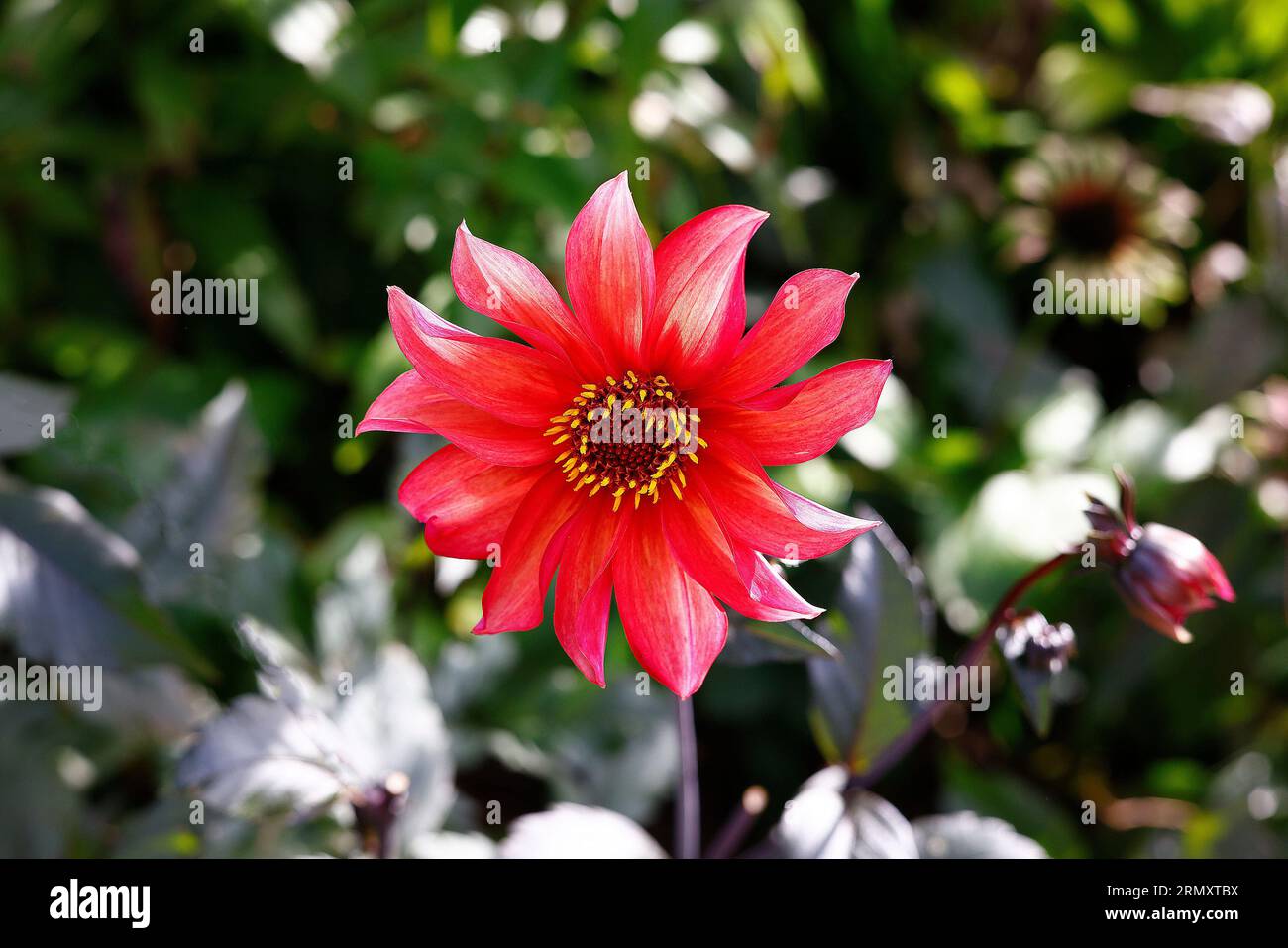 Closeup of the orang coral pink bloom of the tuberous summer to first frost flowering tender garden perennial dahlia waltzing Mathilda. Stock Photo