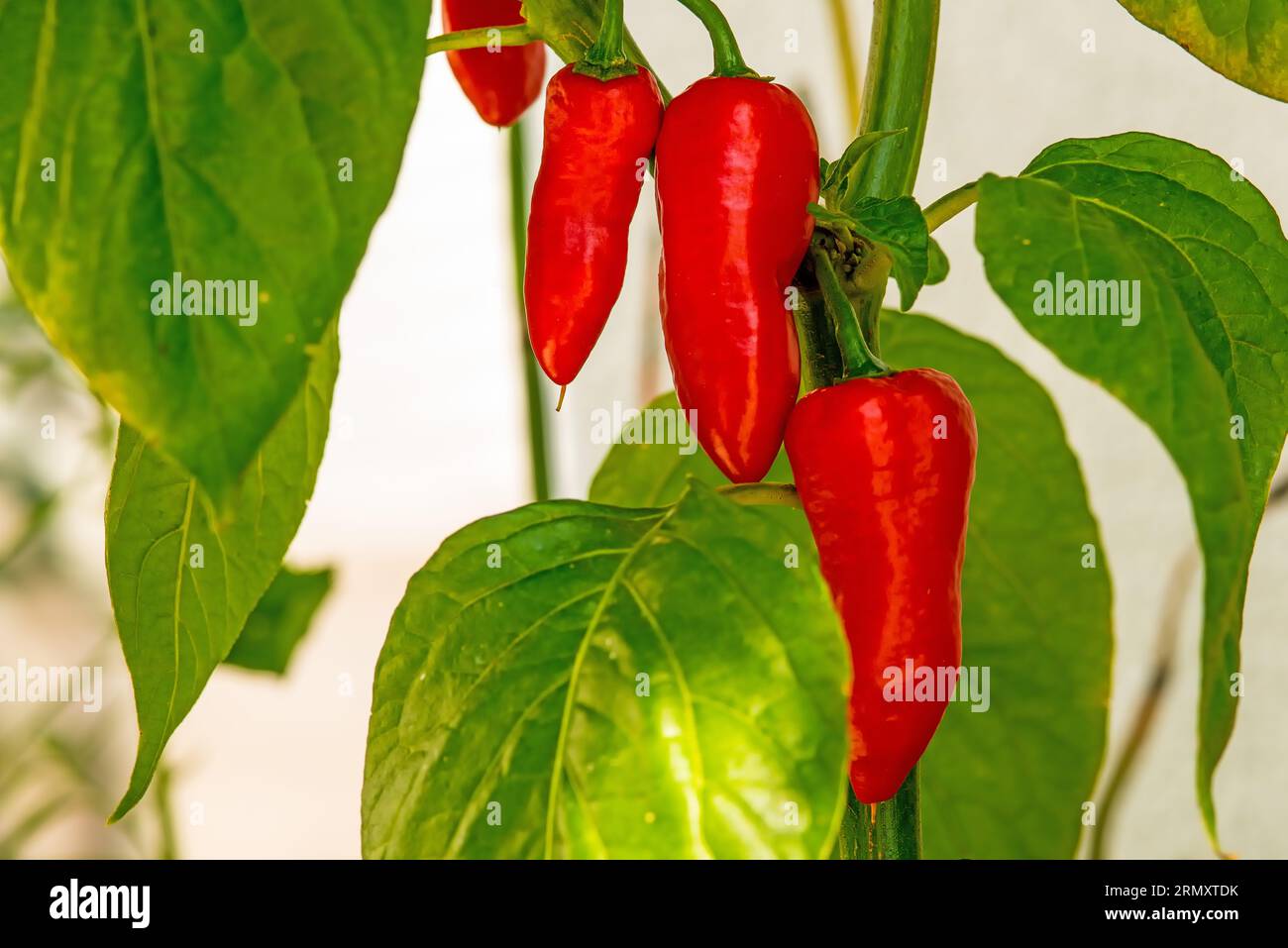 The ghost pepper Bhut Jolokoa with ripe fruits Stock Photo