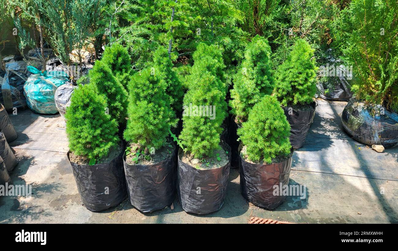 Saplings of pine, spruce, fir and other coniferous trees in pots in plant nursery Stock Photo