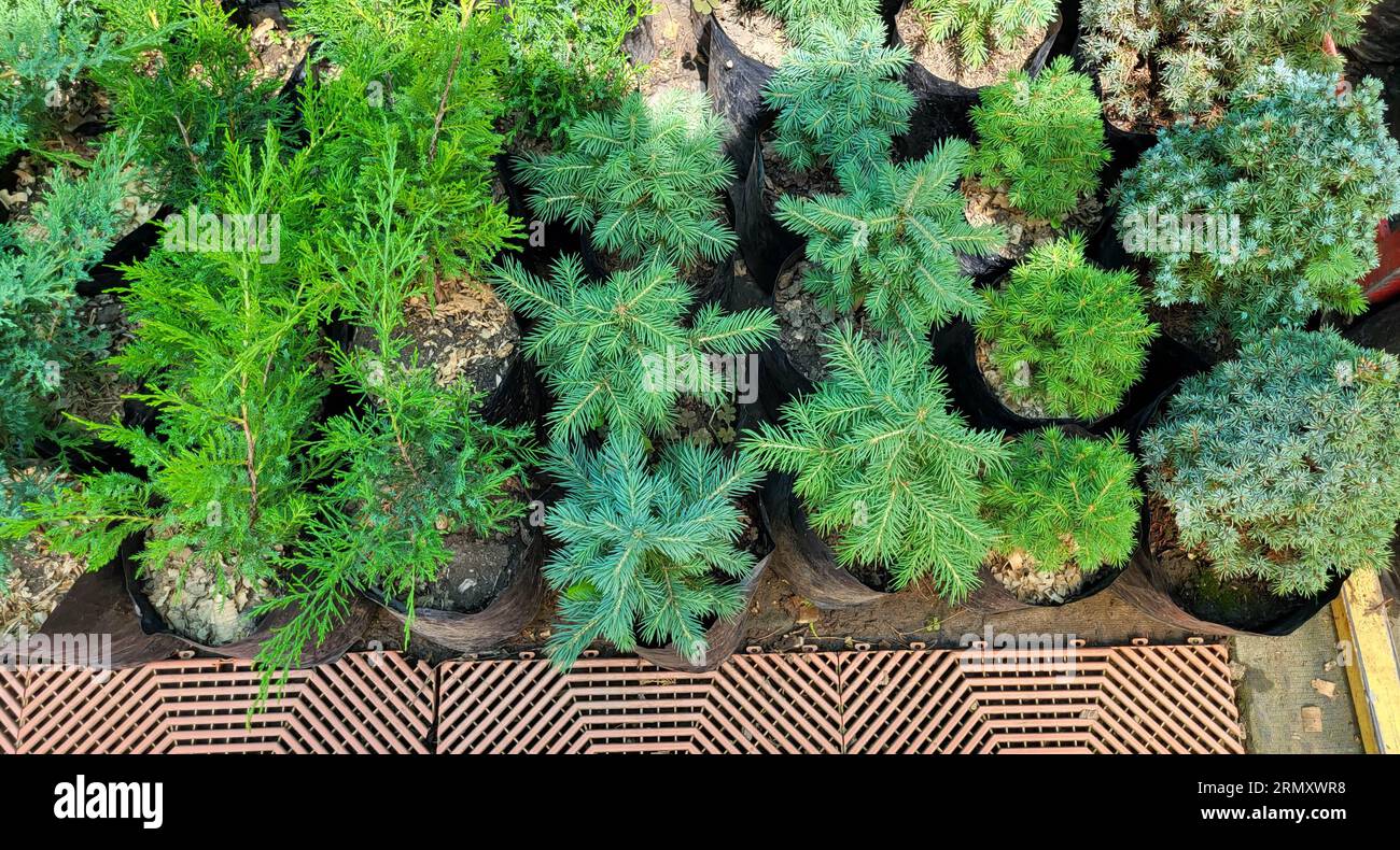 Saplings of pine, spruce, fir and other coniferous trees in pots in