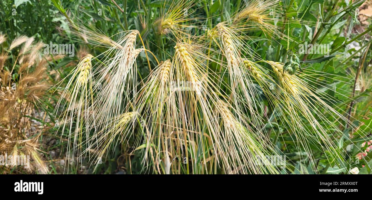 Ripening ears of wheat on the green grass Stock Photo
