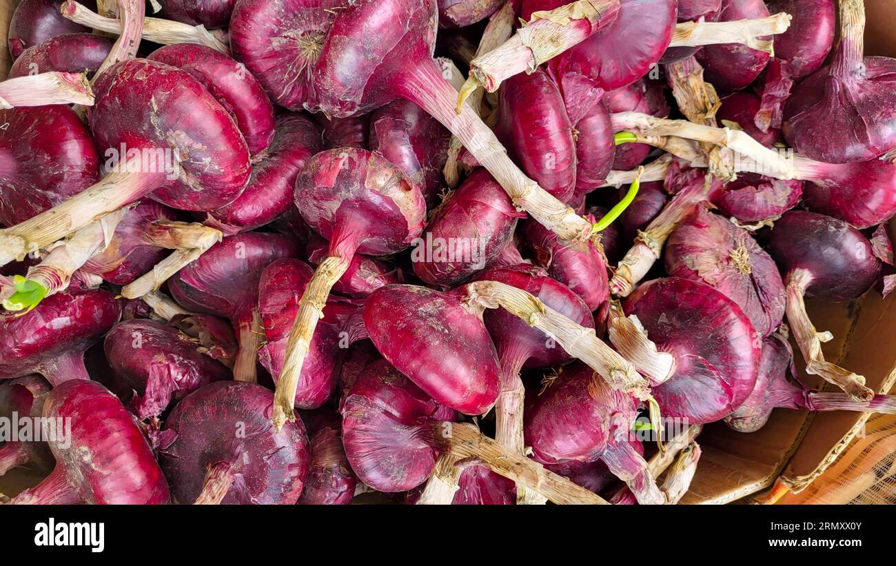 A large flat purple onion lies on the market counter on a bright sunny day Stock Photo