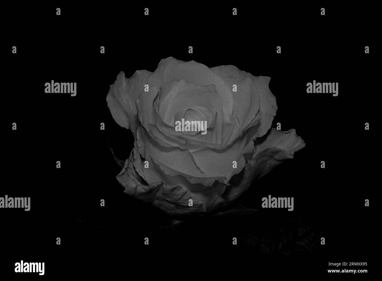 White rose against white background Black and White Stock Photos ...