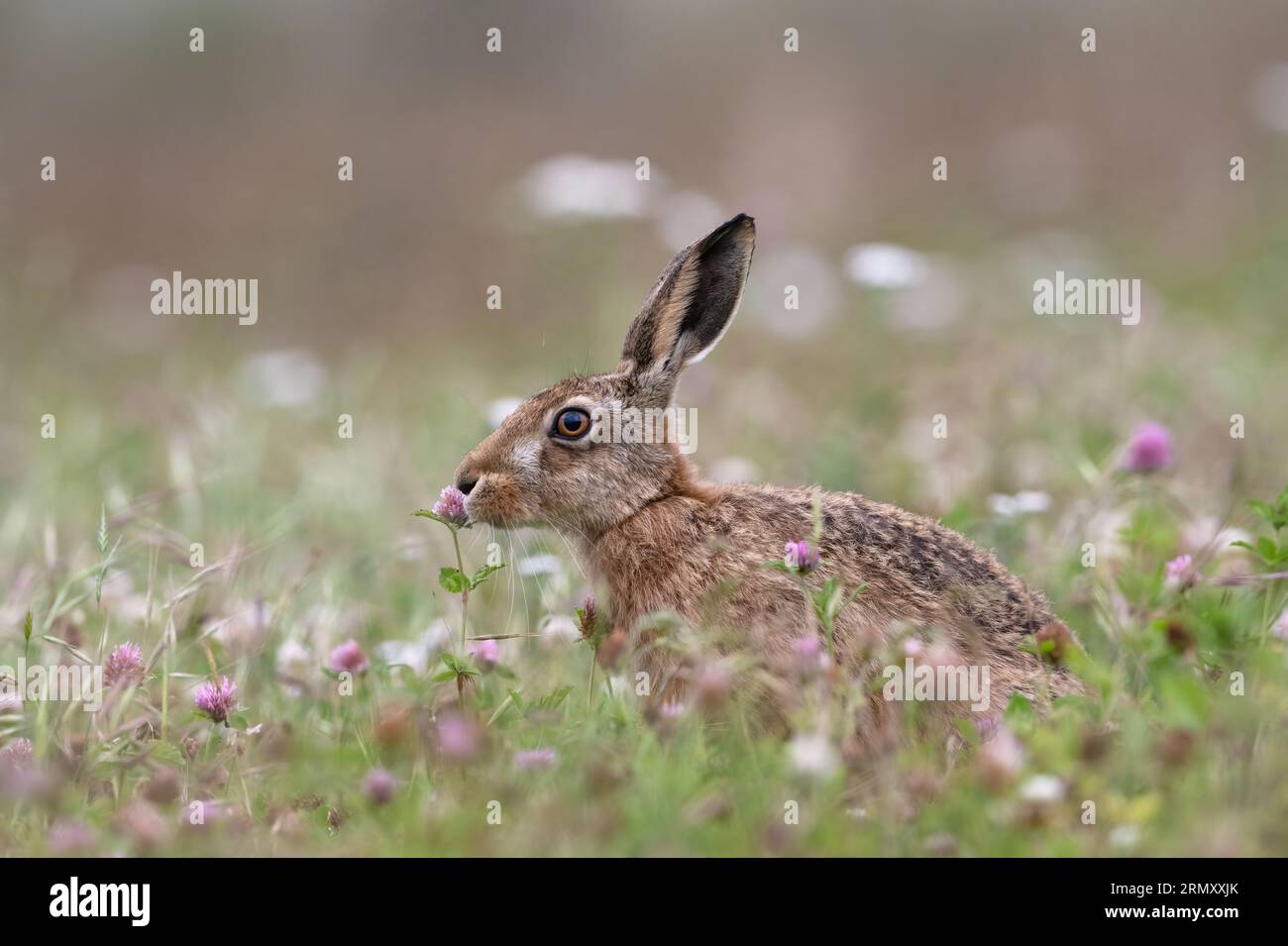 Brown Hare (Lepus europaeus) in summer meadow Stock Photo