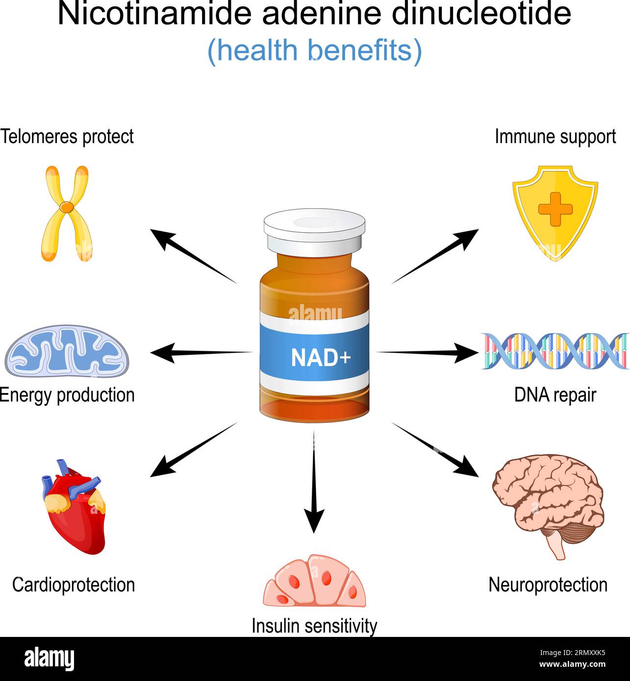 Health Benefits of NAD+. NAD plus. Wellness effect of a Nicotinamide adenine dinucleotide. Anti-Aging therapy. Vector illustration Stock Vector