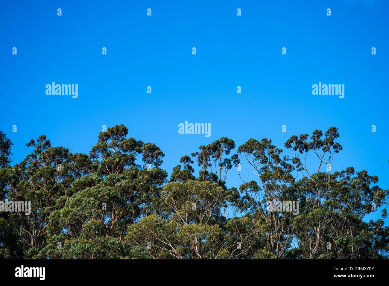native gum tree growing in a forest in a national park in australia in