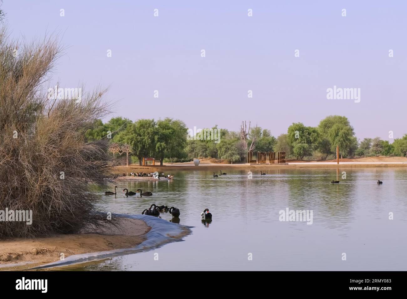 View of the manmade lake with black swans and sign LOVE at Al Qudra Lakes in Al Marmoom Desert Conservation Reserve. Stock Photo