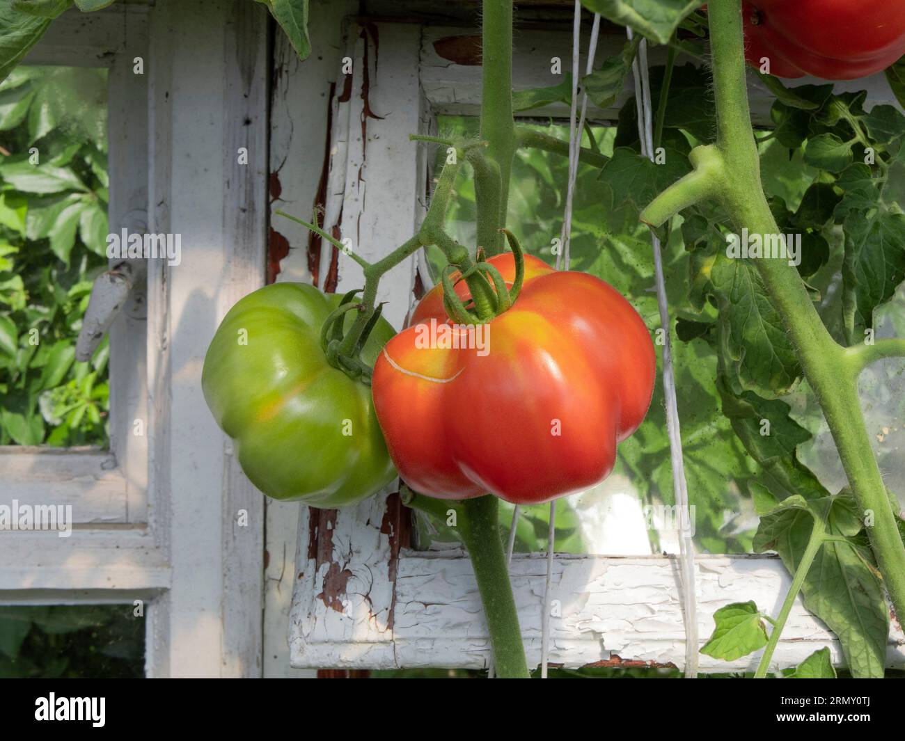 Bull Heart Tomatoes Growing on a Twig in a Backyard Country Greenhouse. Organic cultivation of vegetables. Backyard Garden. Natural Daylight. Summer i Stock Photo