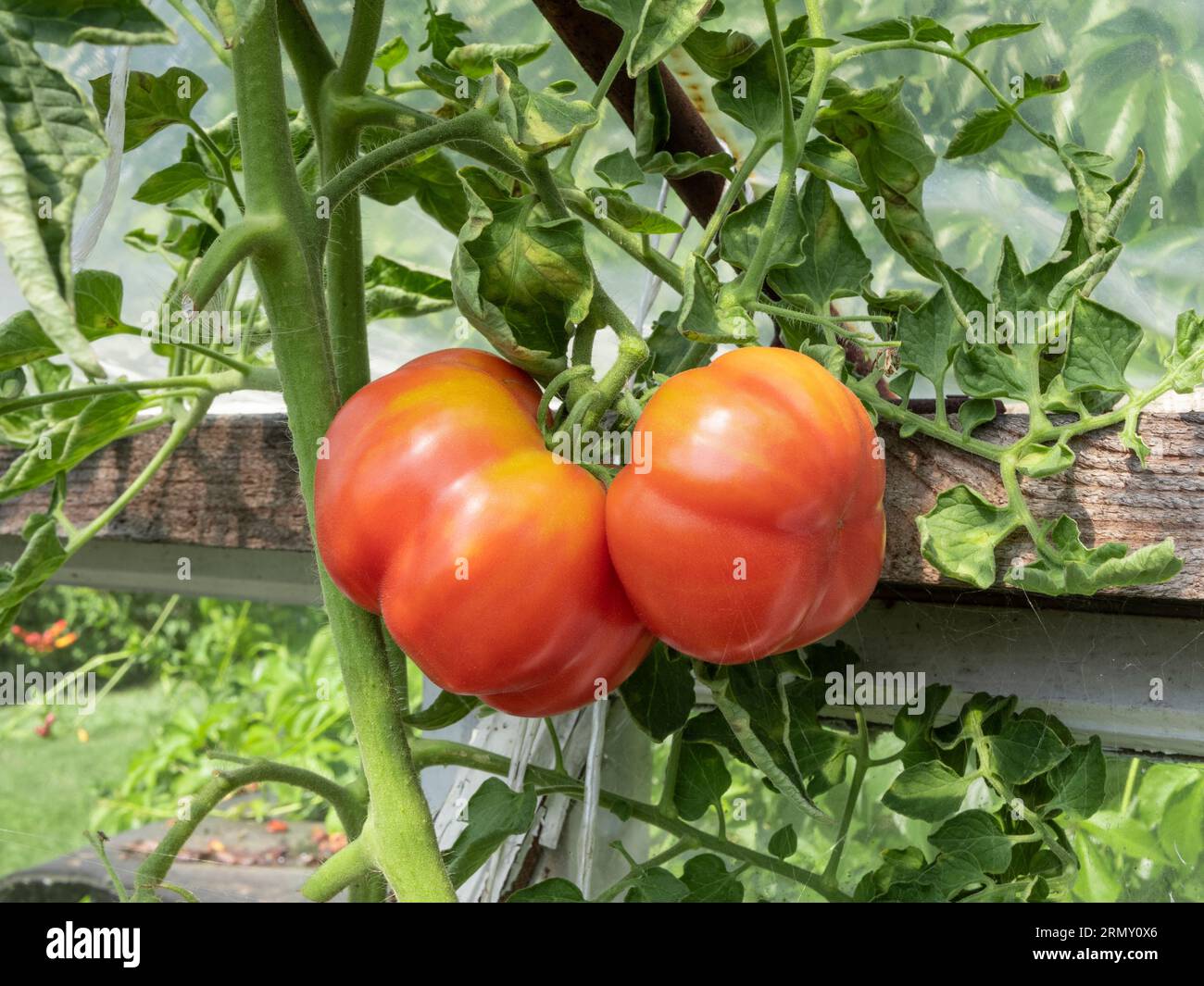 Bull Heart Tomatoes Growing on a Twig in a Backyard Country Greenhouse. Organic cultivation of vegetables. Backyard Garden. Natural Daylight. Summer i Stock Photo