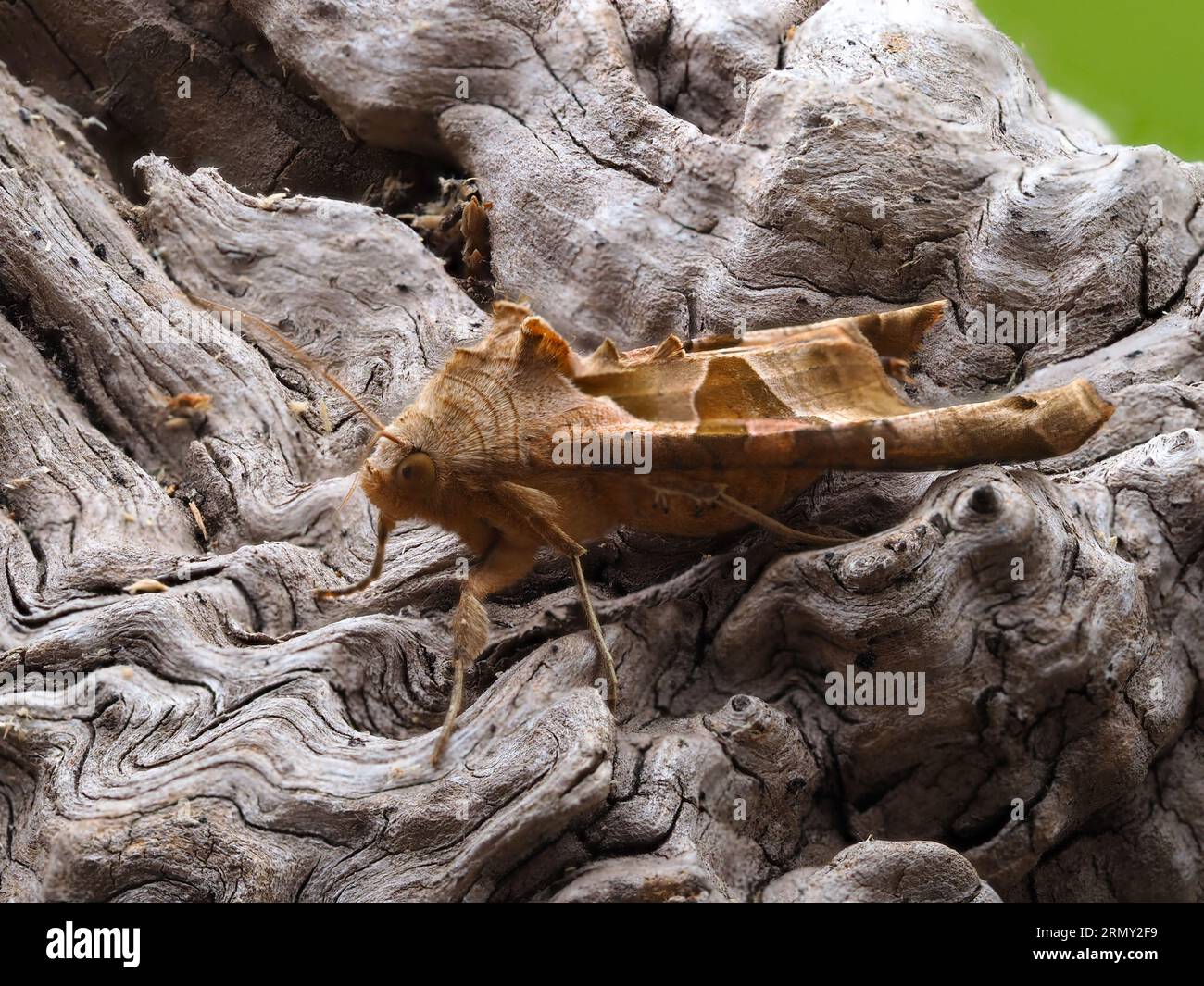 The angle shades moth, Phlogophora meticulosa, resting on a rotting ...