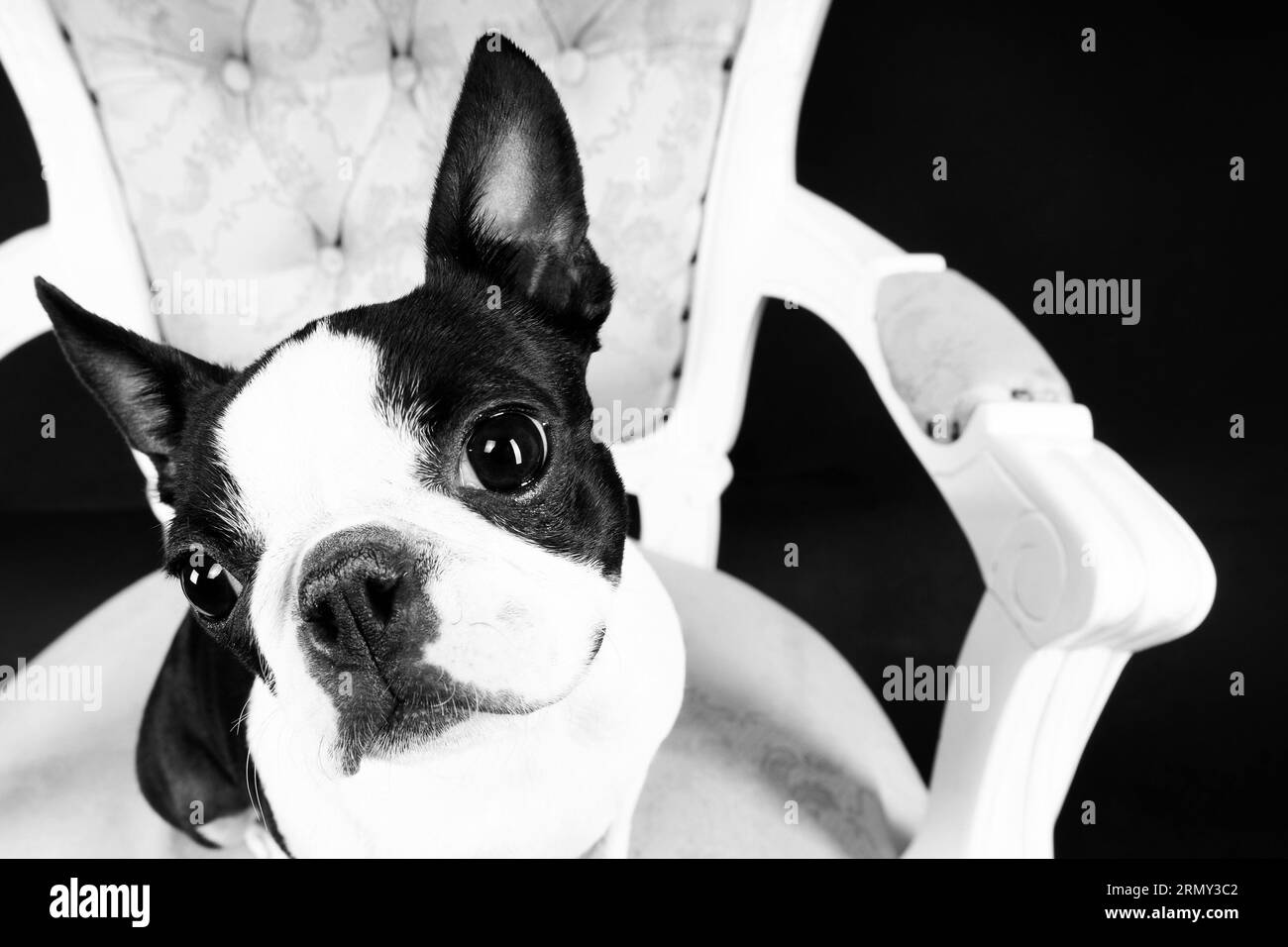 Baxter puppy on sale accent chair