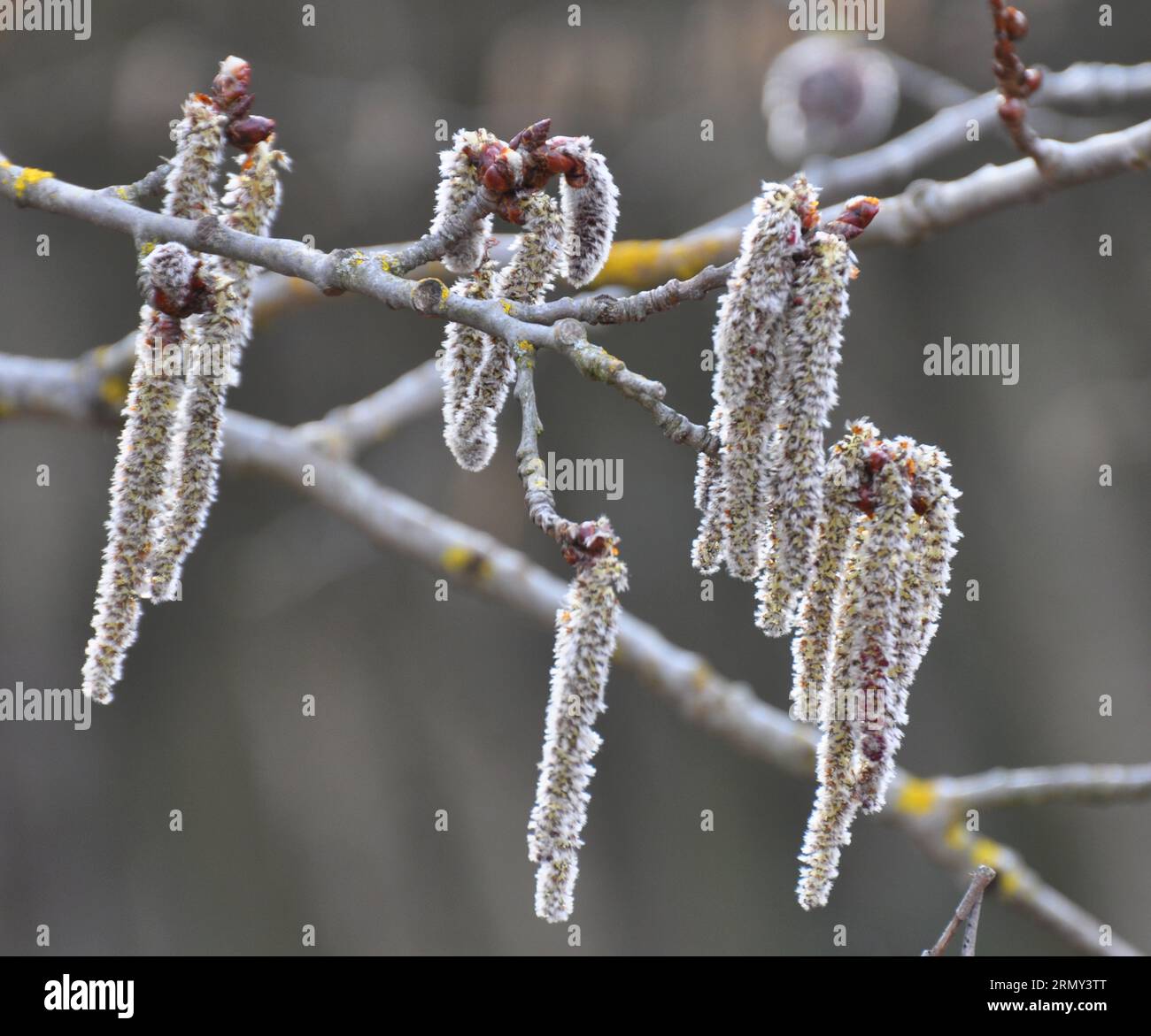 Aspen earrings (Populus tremula, Populus pseudotremula) bloom in nature in spring Stock Photo