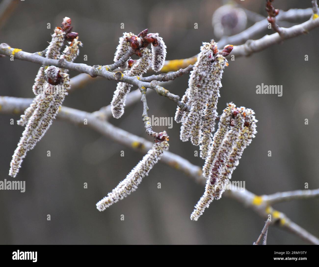 Aspen earrings (Populus tremula, Populus pseudotremula) bloom in nature in spring Stock Photo