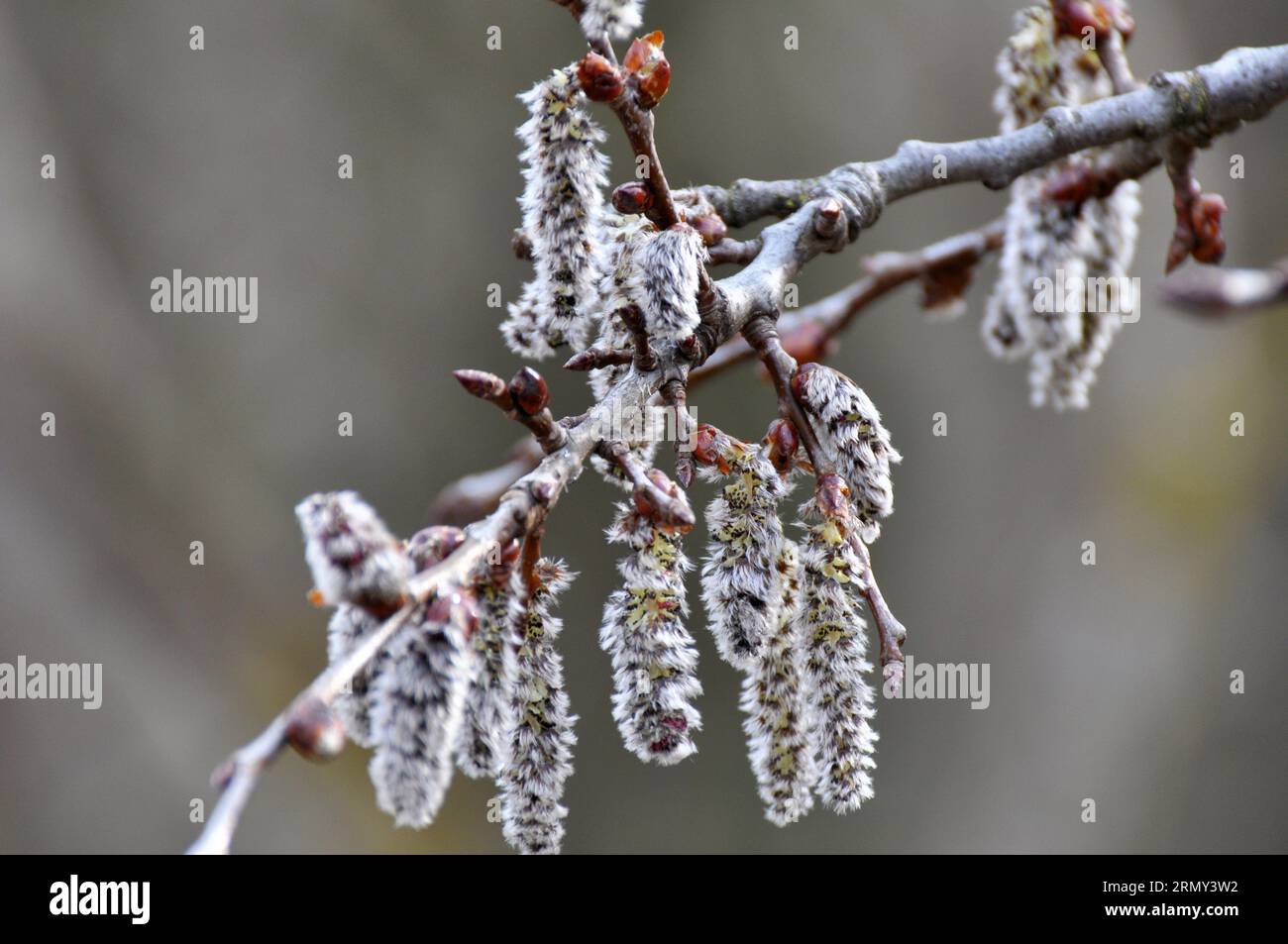 Aspen earrings (Populus tremula, Populus pseudotremula) bloom in nature in spring Stock Photo