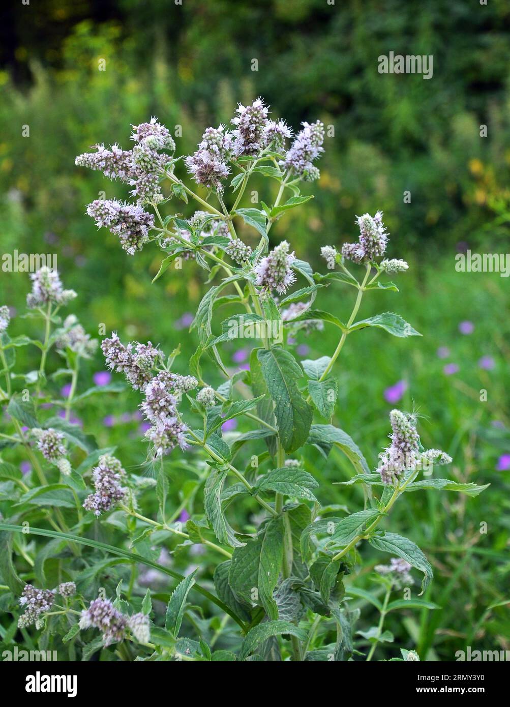 In the wild grows mint long-leaved (Mentha longifolia) Stock Photo