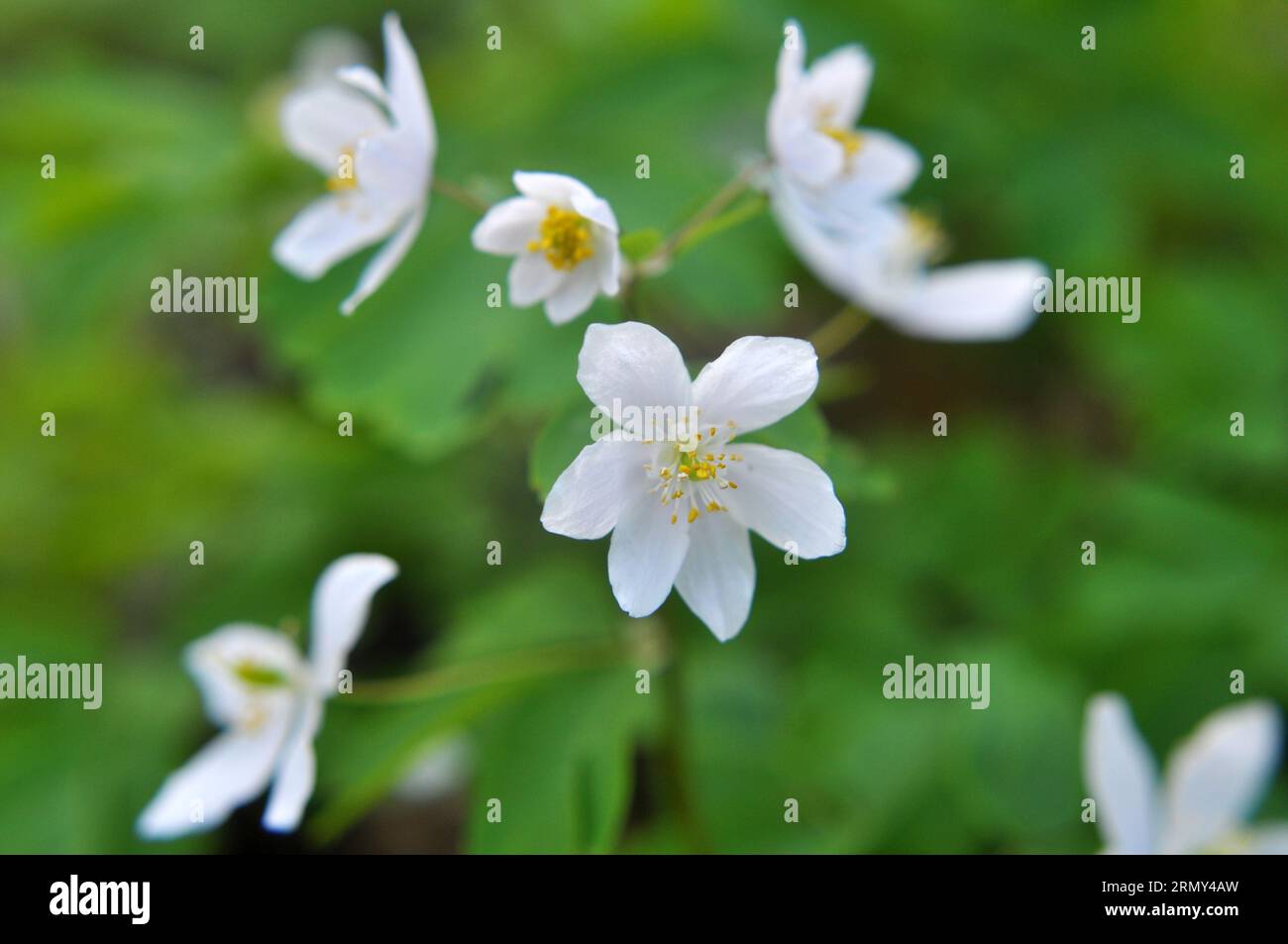 Spring in the wild in the forest is blooming Isopyrum thalictroides Stock Photo