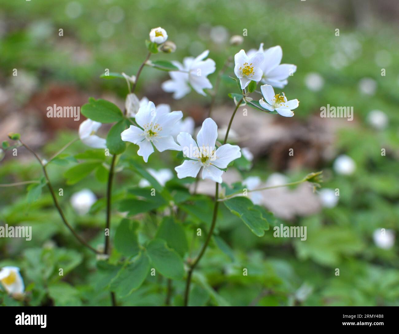 Spring in the wild in the forest is blooming Isopyrum thalictroides Stock Photo