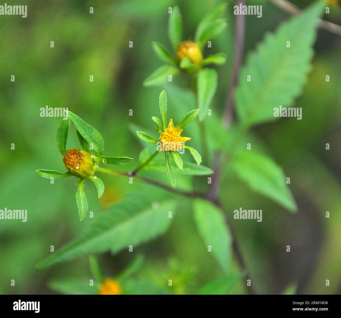 In the wild flowering grass bur beggar-ticks (Bidens tripartita) Stock Photo