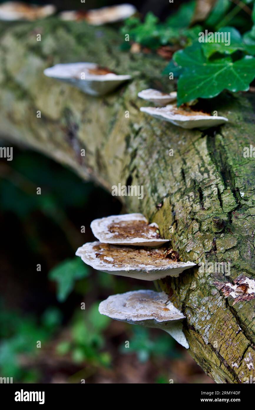 Fungi - Blushing bracket (Daedaleopsis confragosa) Stock Photo