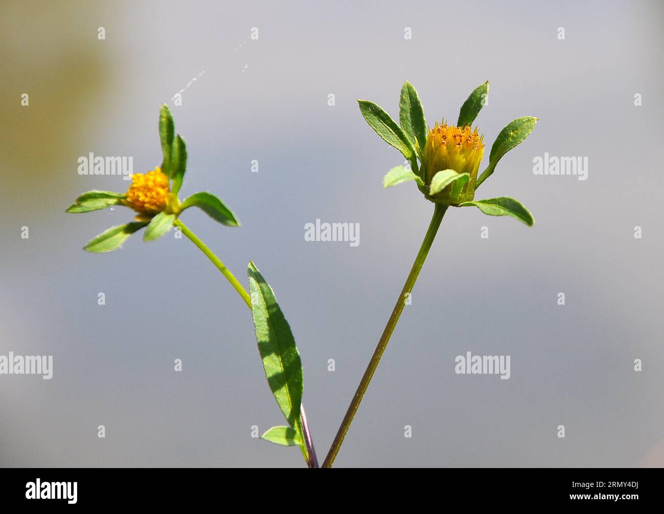 In the wild flowering grass bur beggar-ticks (Bidens tripartita) Stock Photo