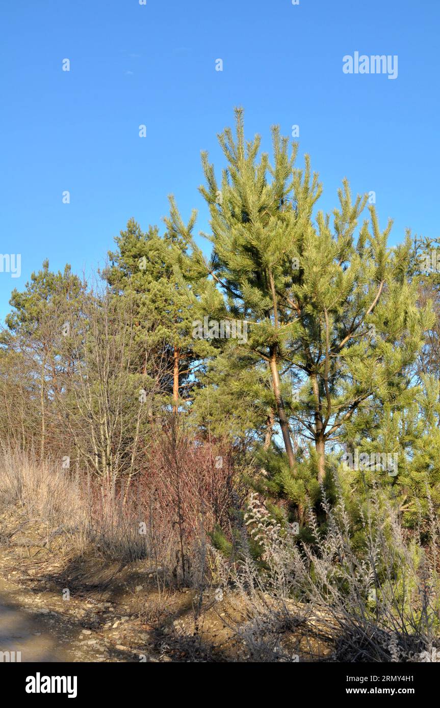 In the wild, pine trees grow in the forest Stock Photo