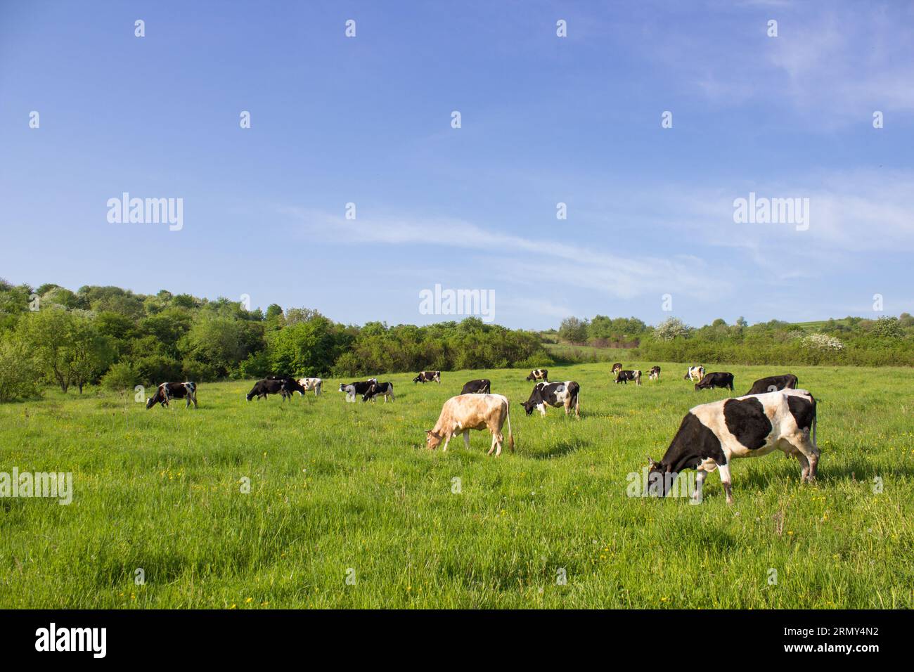 grazing on the green grass of a cows farmer, a beautiful cow landscape ...