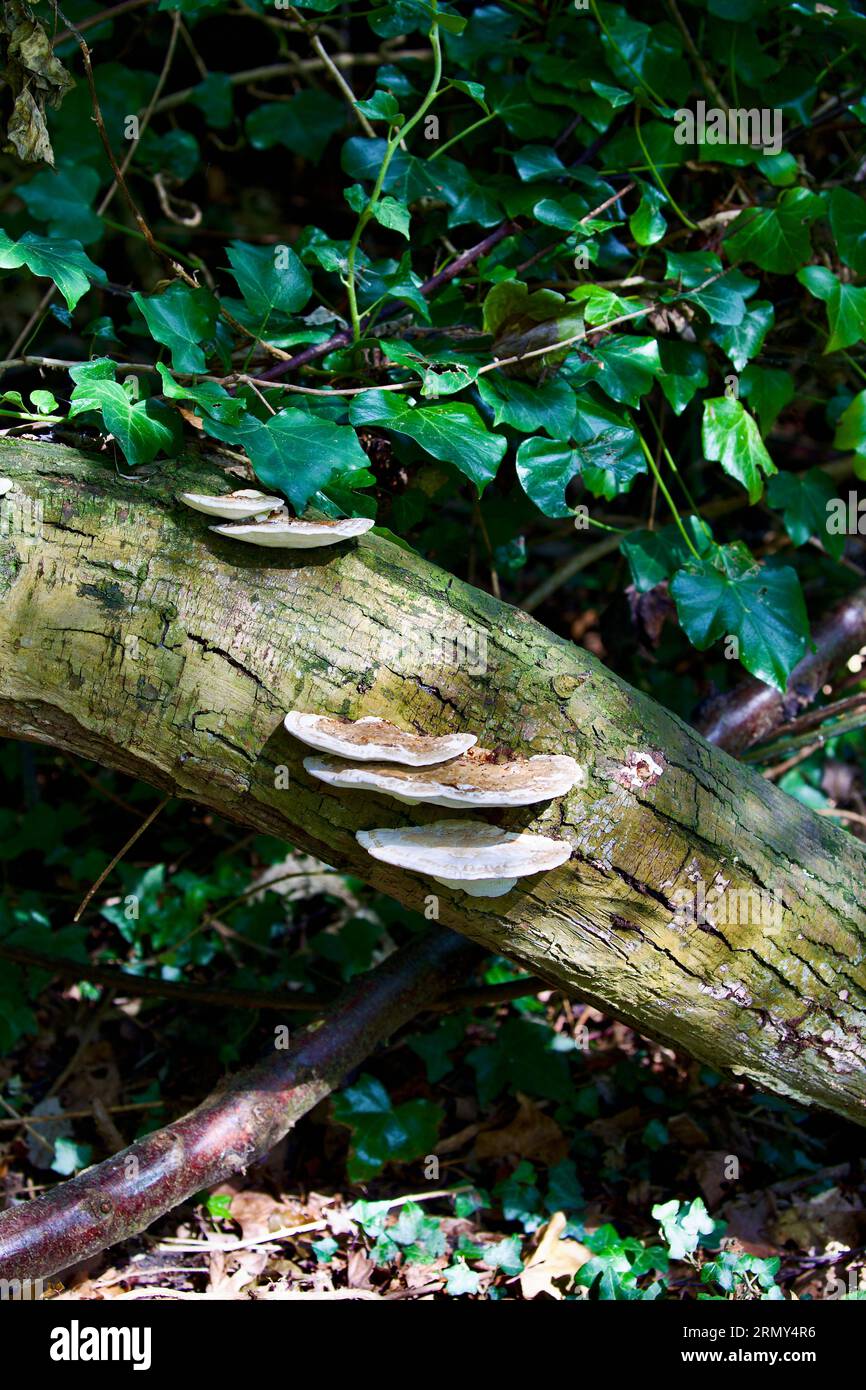 Fungi - Blushing bracket (Daedaleopsis confragosa) Stock Photo