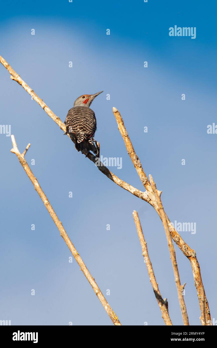 Union bay natural area seattle hi-res stock photography and images - Alamy